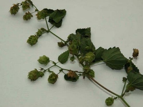 2013 Ølsmagning i Kullerup billedeserier_05.jpg