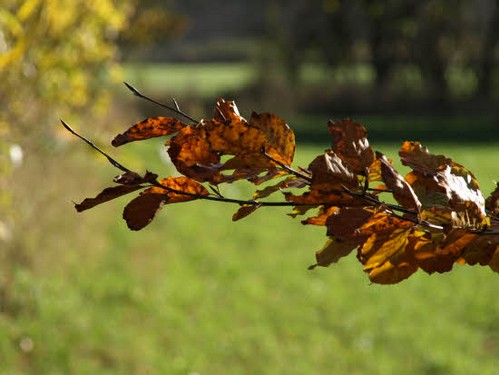 2015 Efterårstur Ellinge billedeserier_02.jpg