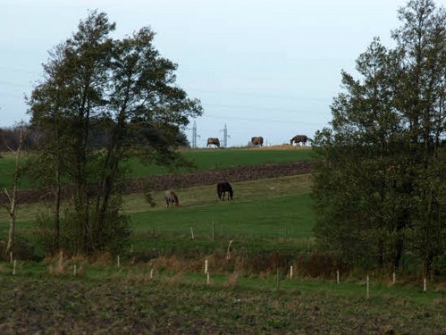2015 Efterårstur Ellinge billedeserier_43.jpg