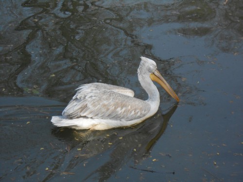 budapest_zoo_2019_009.JPG