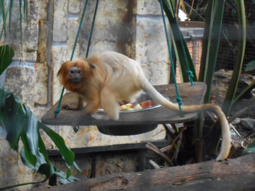 budapest_zoo_2019_015.JPG
