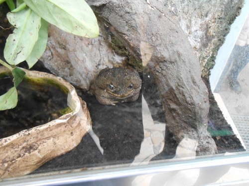budapest_zoo_2019_016.JPG