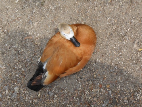 budapest_zoo_2019_017.JPG