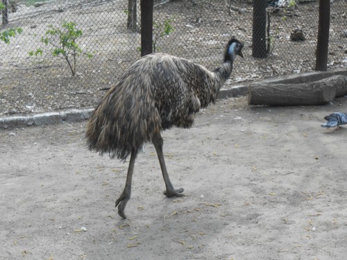 budapest_zoo_2019_019.JPG