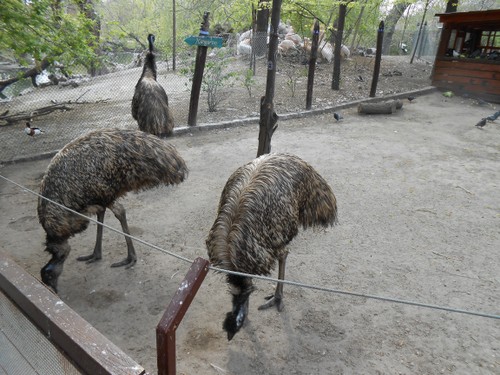 budapest_zoo_2019_021.JPG