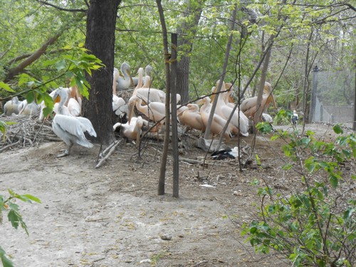 budapest_zoo_2019_022.JPG