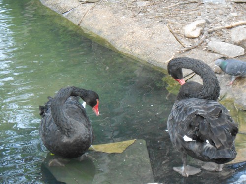 budapest_zoo_2019_023.JPG