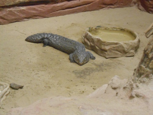 budapest_zoo_2019_025.JPG