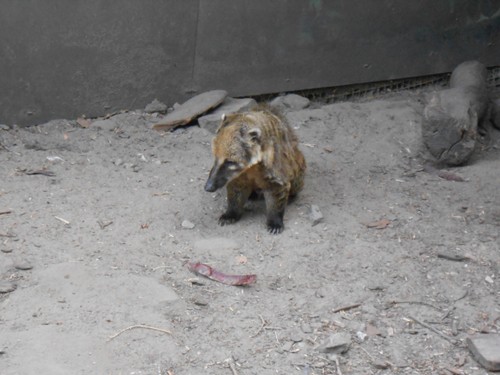 budapest_zoo_2019_026.JPG