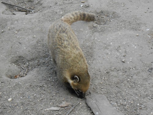 budapest_zoo_2019_027.JPG