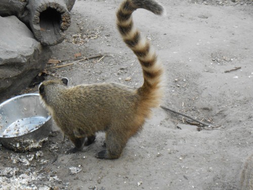 budapest_zoo_2019_028.JPG