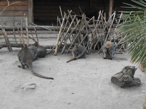 budapest_zoo_2019_029.JPG
