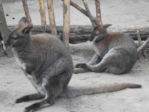 budapest_zoo_2019_031.JPG
