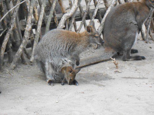budapest_zoo_2019_032.JPG