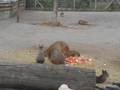 budapest_zoo_2019_034.JPG