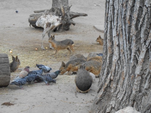 budapest_zoo_2019_035.JPG