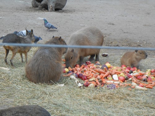 budapest_zoo_2019_037.JPG