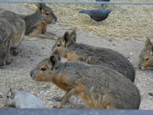 budapest_zoo_2019_038.JPG