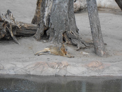 budapest_zoo_2019_039.JPG
