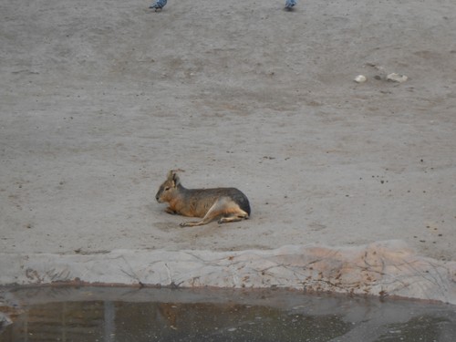 budapest_zoo_2019_040.JPG