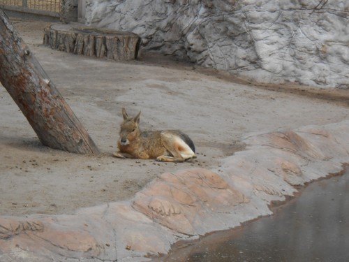 budapest_zoo_2019_041.JPG