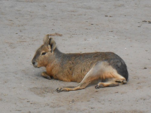 budapest_zoo_2019_042.JPG