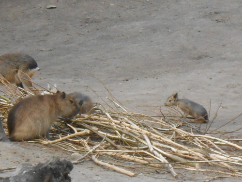 budapest_zoo_2019_043.JPG