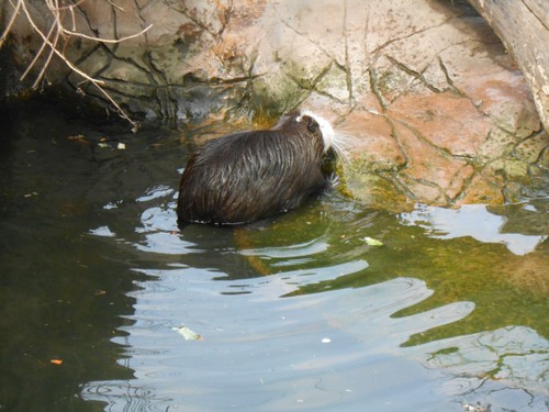 budapest_zoo_2019_044.JPG