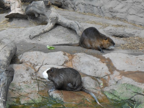 budapest_zoo_2019_045.JPG