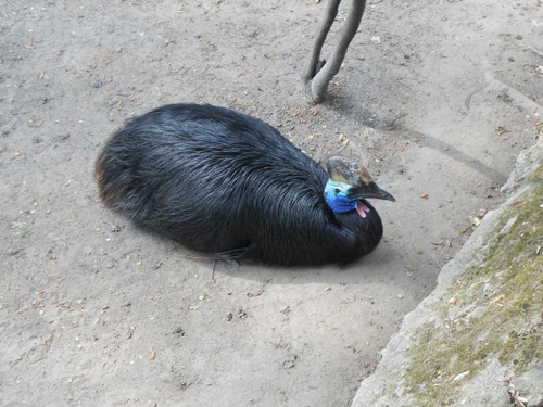 budapest_zoo_2019_046.JPG