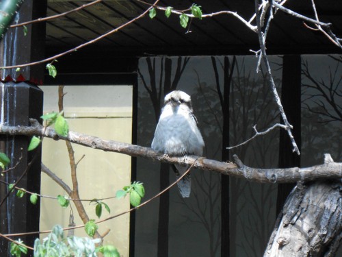 budapest_zoo_2019_047.JPG
