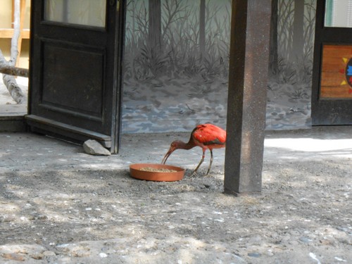 budapest_zoo_2019_048.JPG