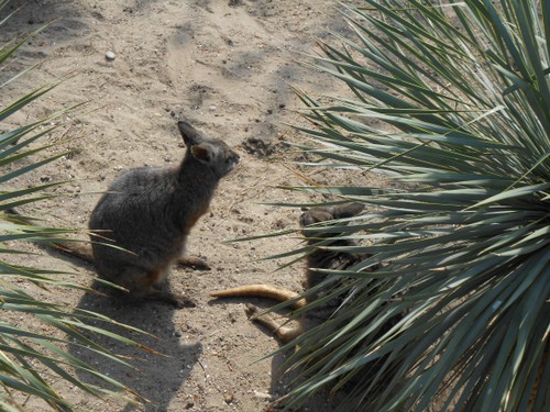 budapest_zoo_2019_049.JPG