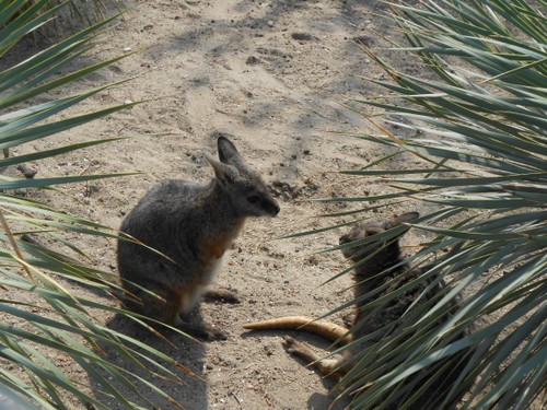 budapest_zoo_2019_050.JPG