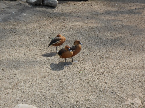 budapest_zoo_2019_051.JPG