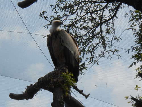 budapest_zoo_2019_052.JPG