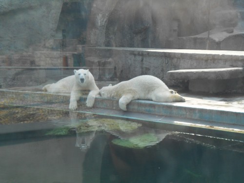budapest_zoo_2019_053.JPG