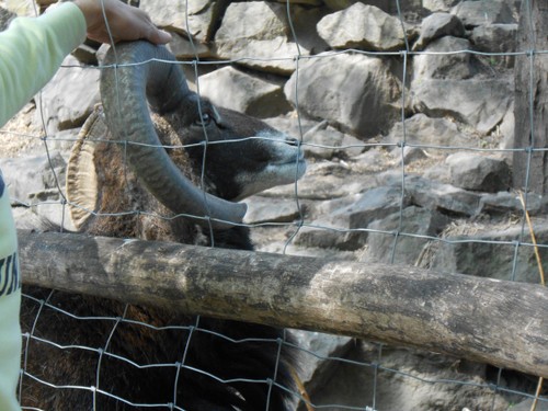 budapest_zoo_2019_054.JPG