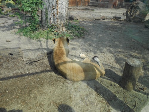 budapest_zoo_2019_055.JPG