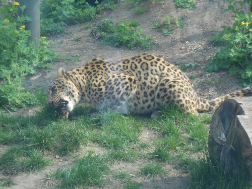 budapest_zoo_2019_056.JPG