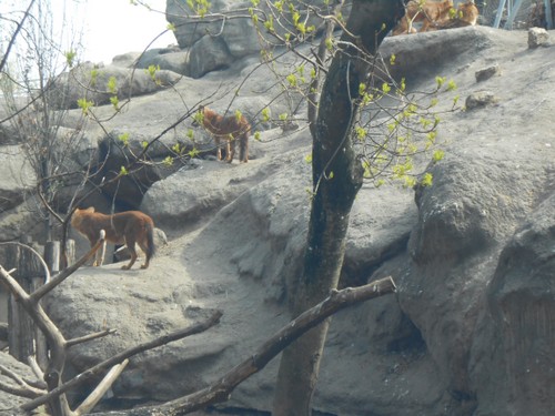 budapest_zoo_2019_057.JPG