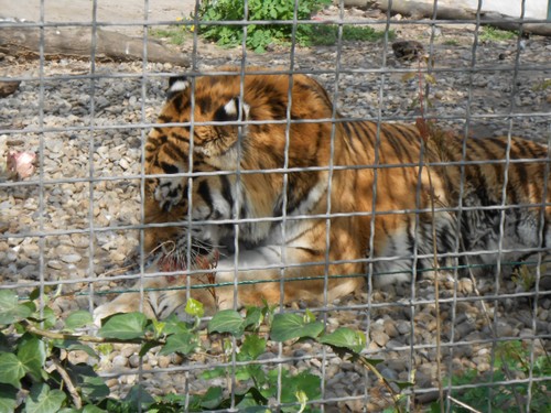 budapest_zoo_2019_059.JPG