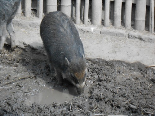budapest_zoo_2019_062.JPG