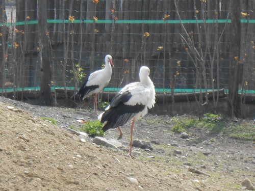 budapest_zoo_2019_064.JPG