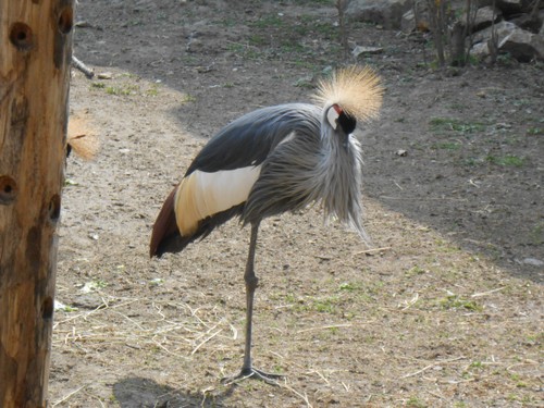 budapest_zoo_2019_065.JPG