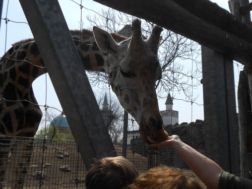 budapest_zoo_2019_066.JPG