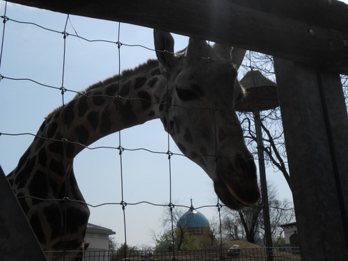 budapest_zoo_2019_067.JPG