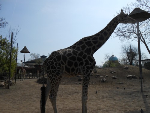 budapest_zoo_2019_068.JPG