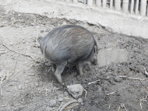 budapest_zoo_2019_070.JPG
