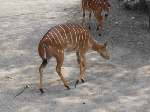 budapest_zoo_2019_072.JPG